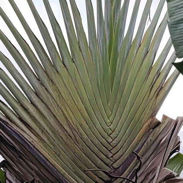 Ravenala madagascariensis Leaf