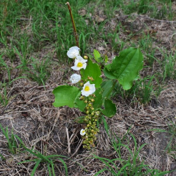 Aquarius cordifolius Floare