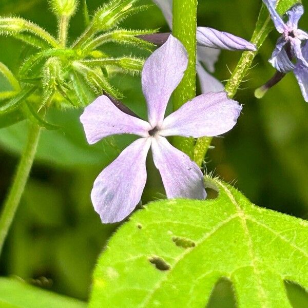 Phlox divaricata ᱵᱟᱦᱟ