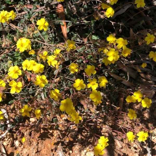 Helianthemum cinereum Flor