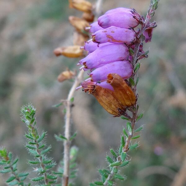 Erica ciliaris Floare