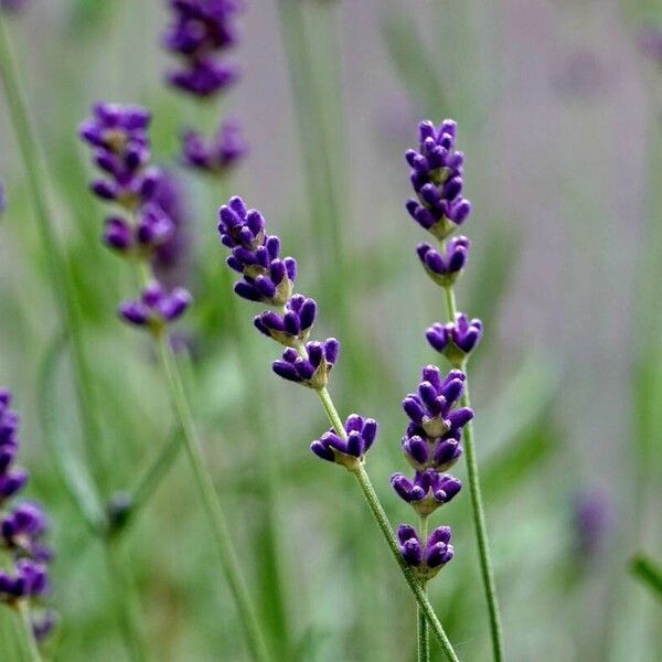 Lavandula angustifolia Květ