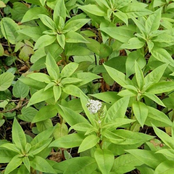 Lysimachia clethroides Tervik taim