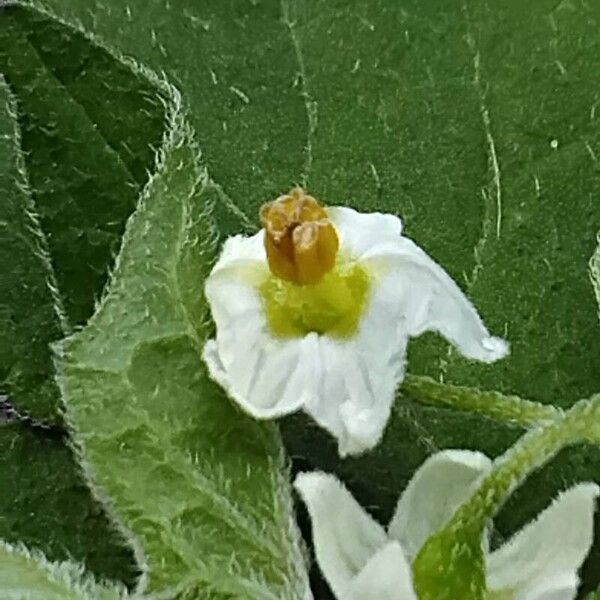 Solanum villosum ᱵᱟᱦᱟ