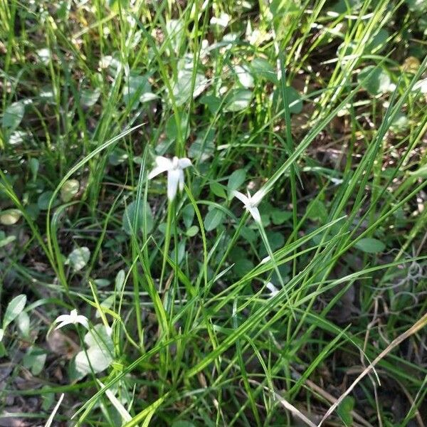 Rhynchospora colorata Blüte