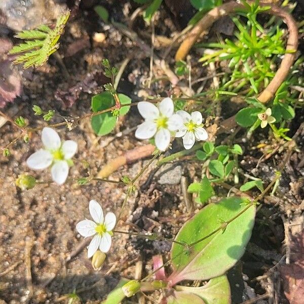 Sagina nodosa 花