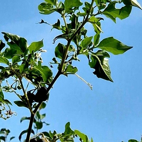 Solanum americanum Folha