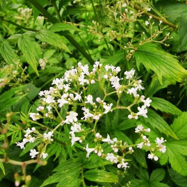 Valeriana officinalis Flower