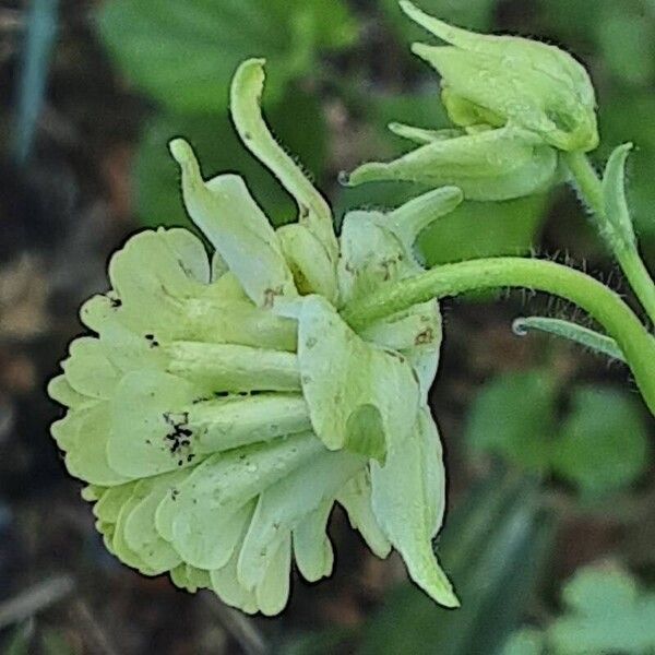 Aquilegia nigricans Fleur