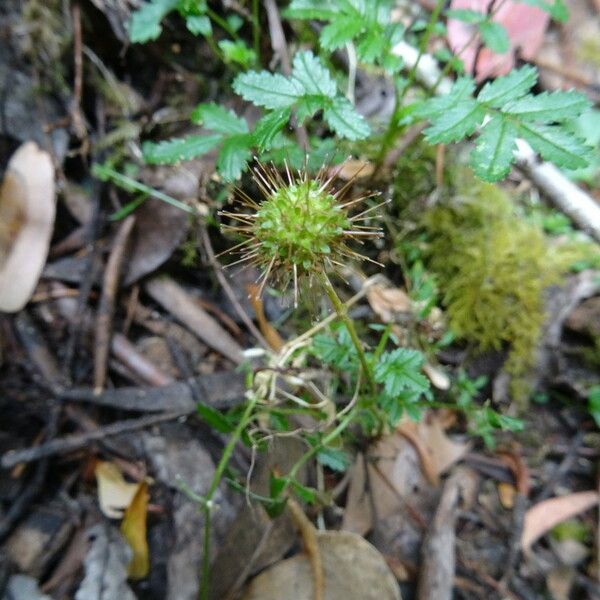 Acaena novae-zelandiae आदत