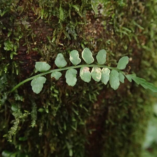 Asplenium barteri Blatt