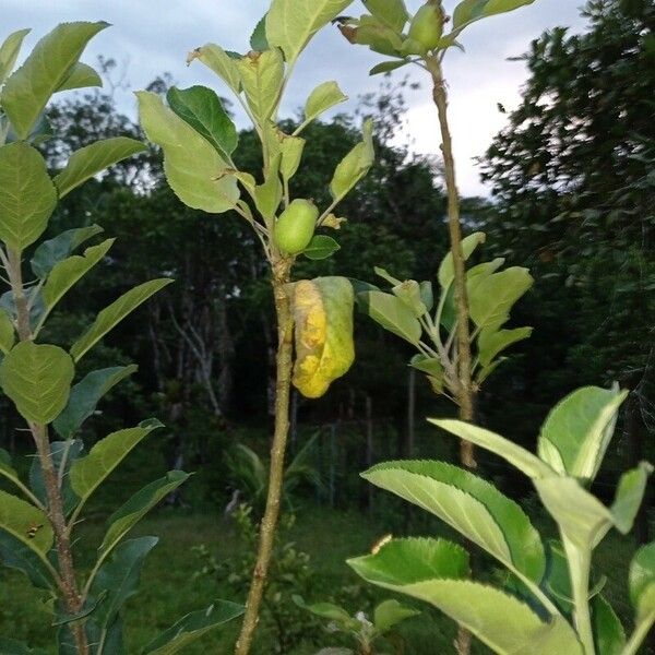 Myristica fragrans Лист