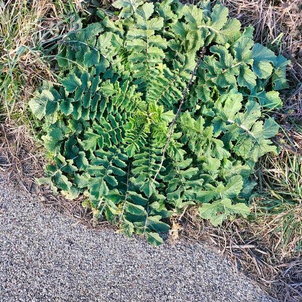 Brassica tournefortii Лист