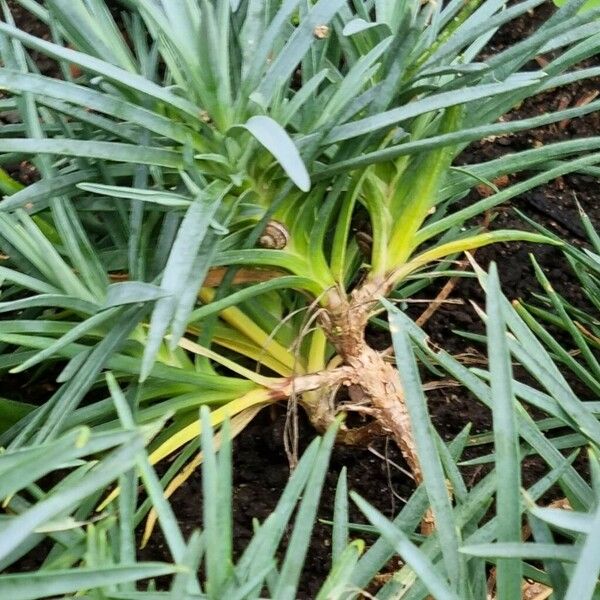 Dianthus gratianopolitanus 樹皮