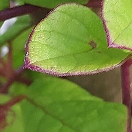 Cobaea scandens Leaf