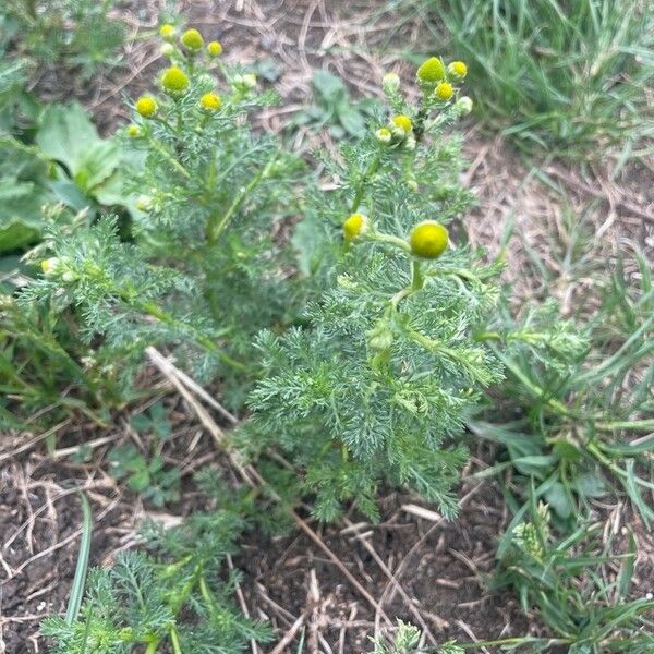 Matricaria discoidea Feuille