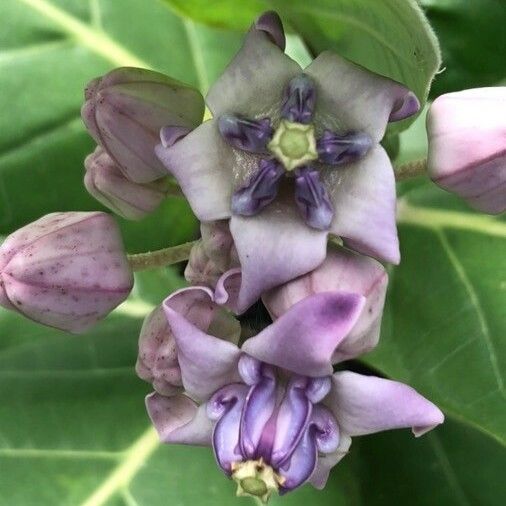 Calotropis gigantea പുഷ്പം