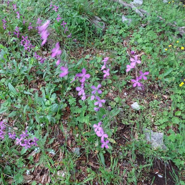 Hesperis laciniata Alkat (teljes növény)