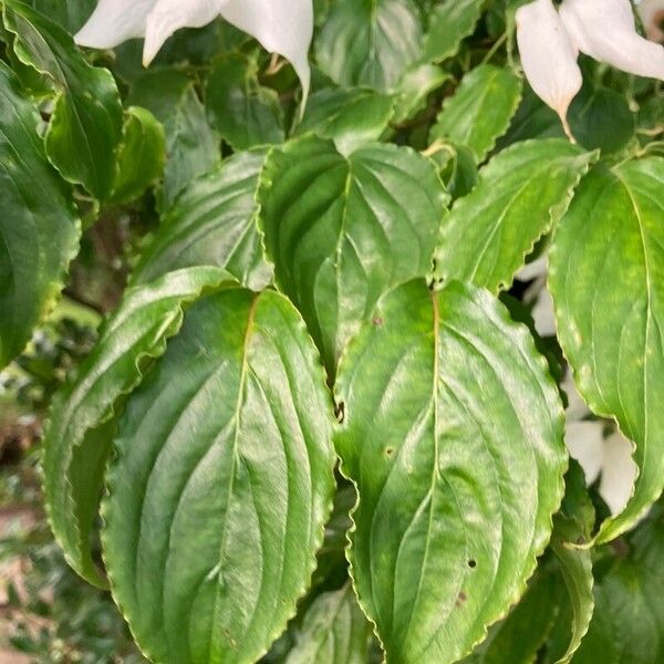 Cornus kousa Лист