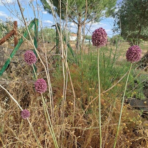 Allium atroviolaceum Fruit