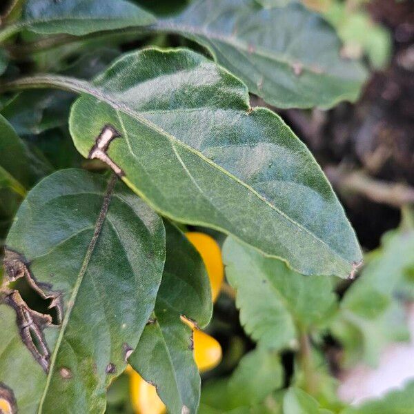 Capsicum frutescens Frunză