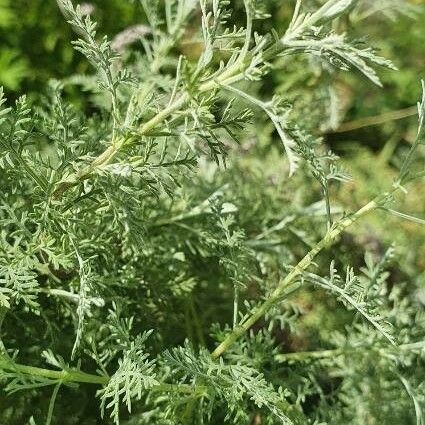 Artemisia pontica Leht