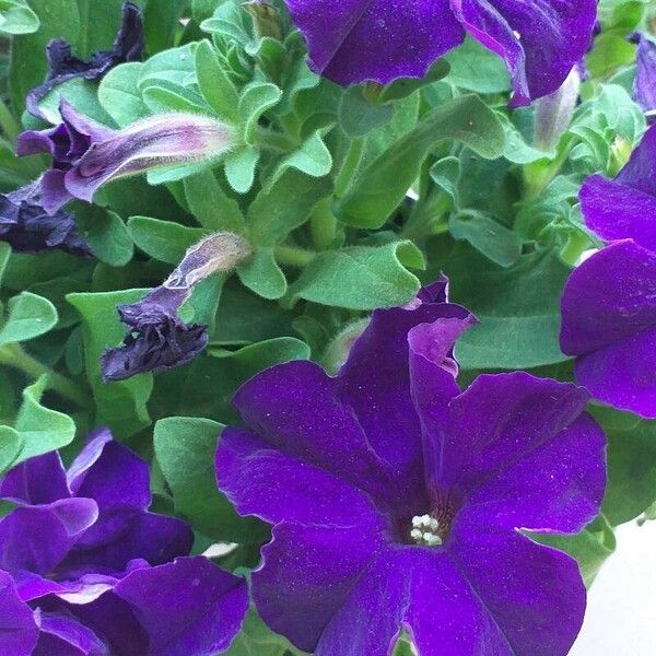 Petunia spp. Flor