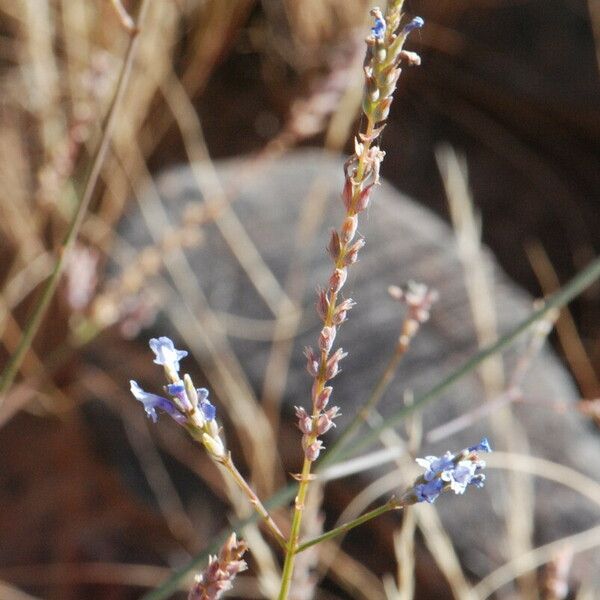 Lavandula coronopifolia Other