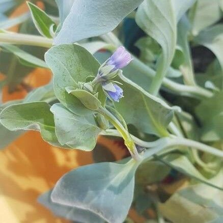 Mertensia maritima Flower