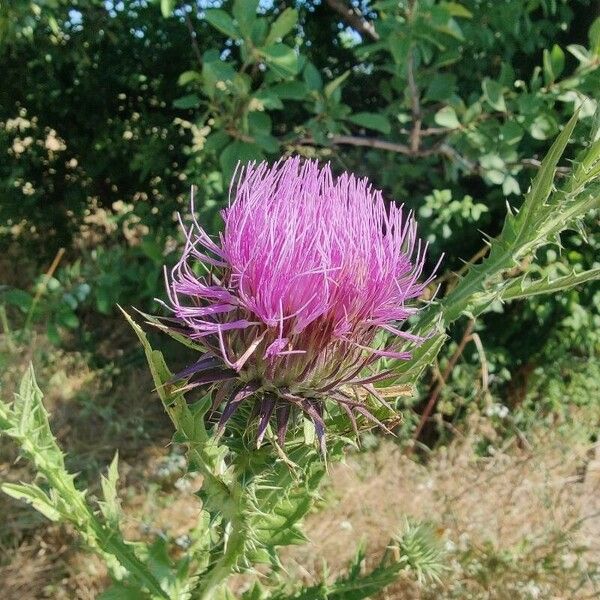 Onopordum tauricum Flower