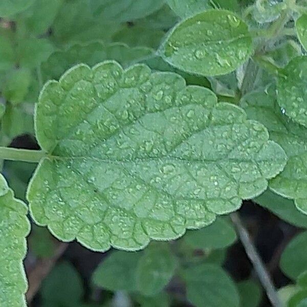 Scutellaria columnae List