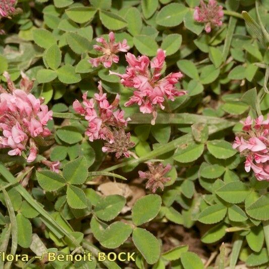 Trifolium physodes Beste bat