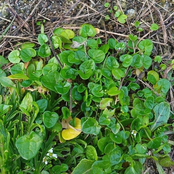 Cochlearia danica Habitus