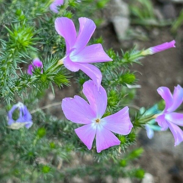 Phlox caespitosa 花