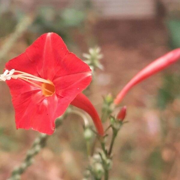 Ipomoea hederifolia Blomma