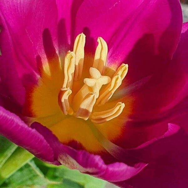 Tulipa gesneriana Beste bat