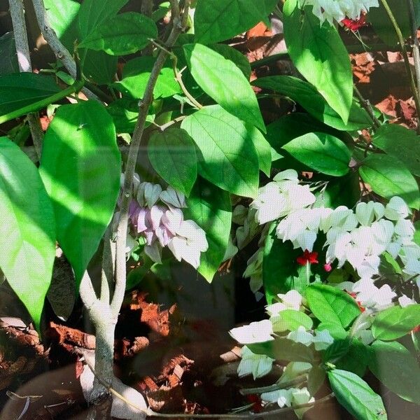 Clerodendrum thomsoniae Kvet