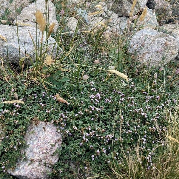 Thymus herba-barona Plante entière