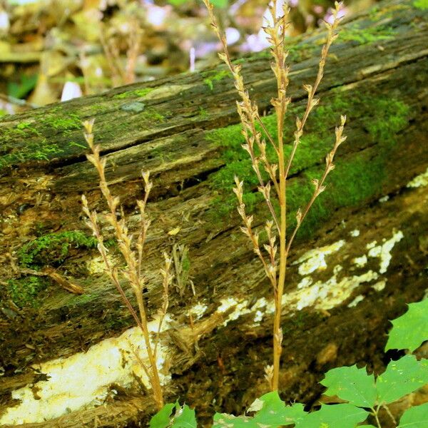 Epifagus virginiana Elinympäristö