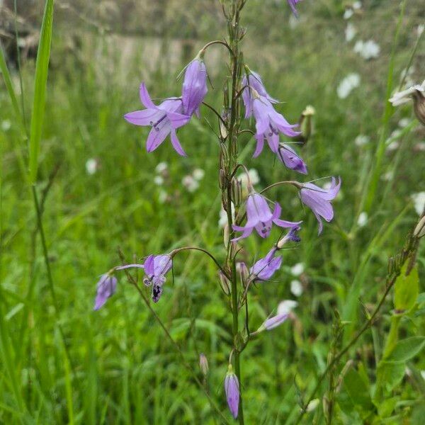 Campanula rapunculus Flower