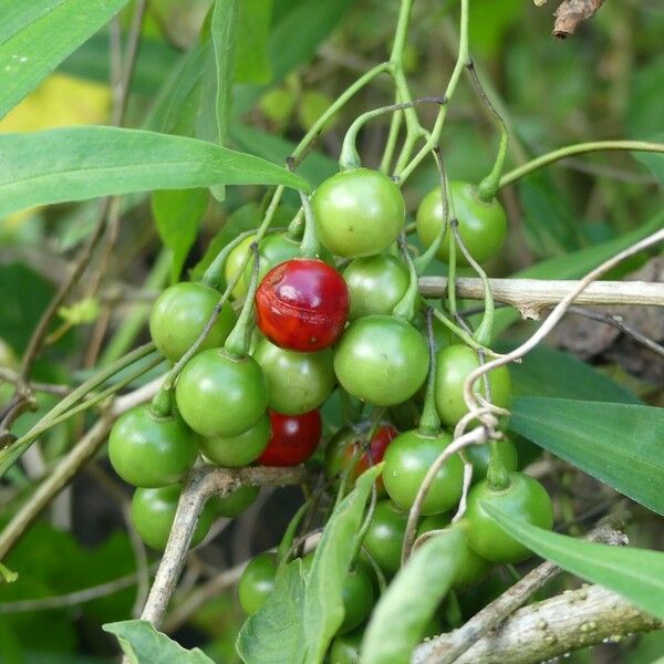 Solanum seaforthianum Frukto