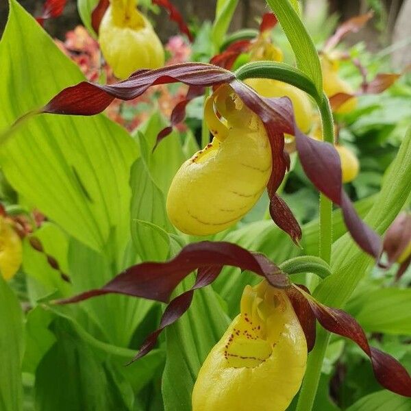 Cypripedium parviflorum Flower