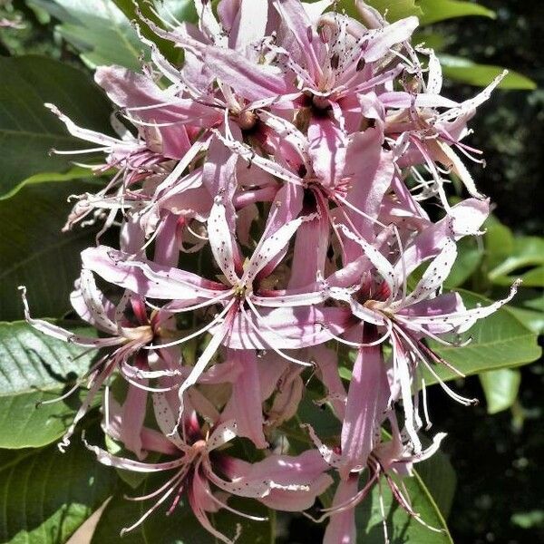 Calodendrum capense Blomma