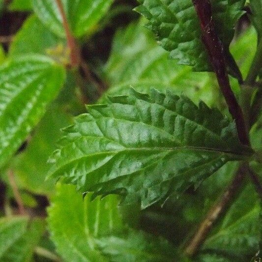 Stachytarpheta urticifolia Folha