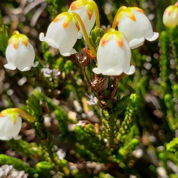 Cassiope mertensiana Flower