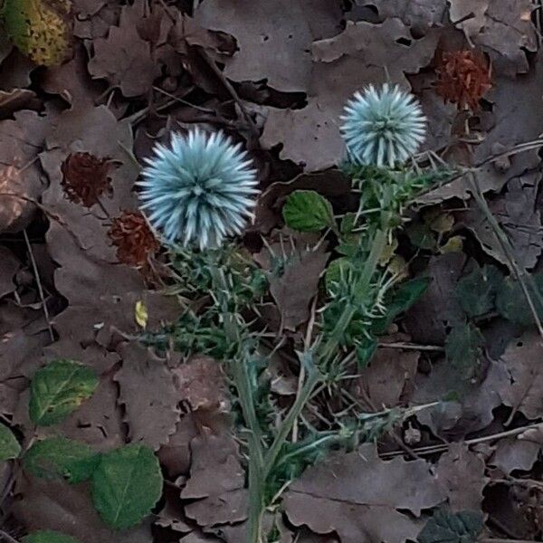 Echinops ritro Hábito