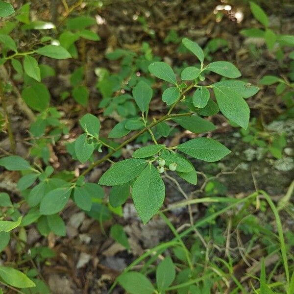 Vaccinium pallidum Folha