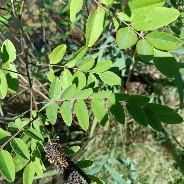 Amorpha fruticosa पत्ता