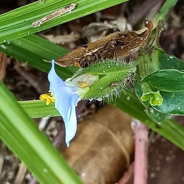 Commelina benghalensis Cvet