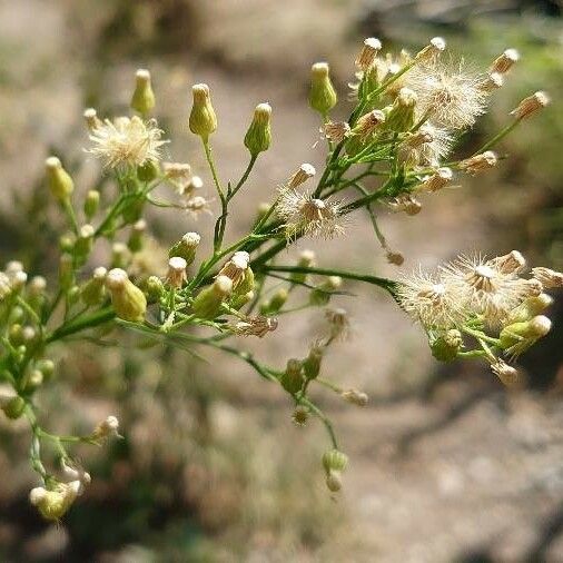 Erigeron canadensis Flor